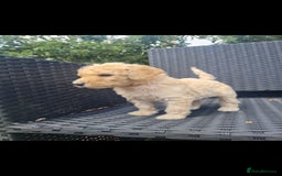 Mixed Breed dogs for sale: Ready now! Labradoodle pups - Image 3