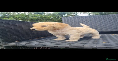 Mixed Breed dogs - Advert 5