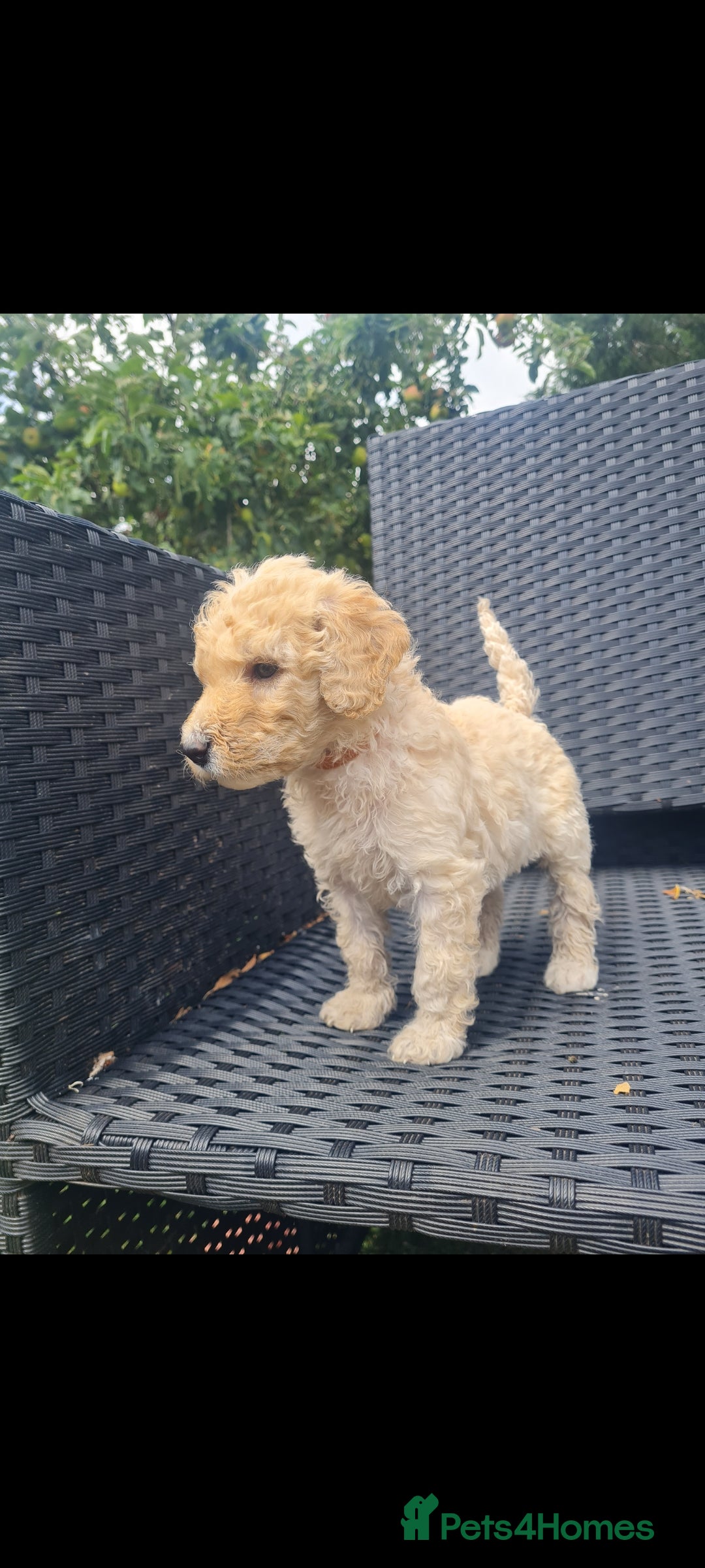 Mixed Breed dogs for sale: Ready now! Labradoodle pups - Image 3