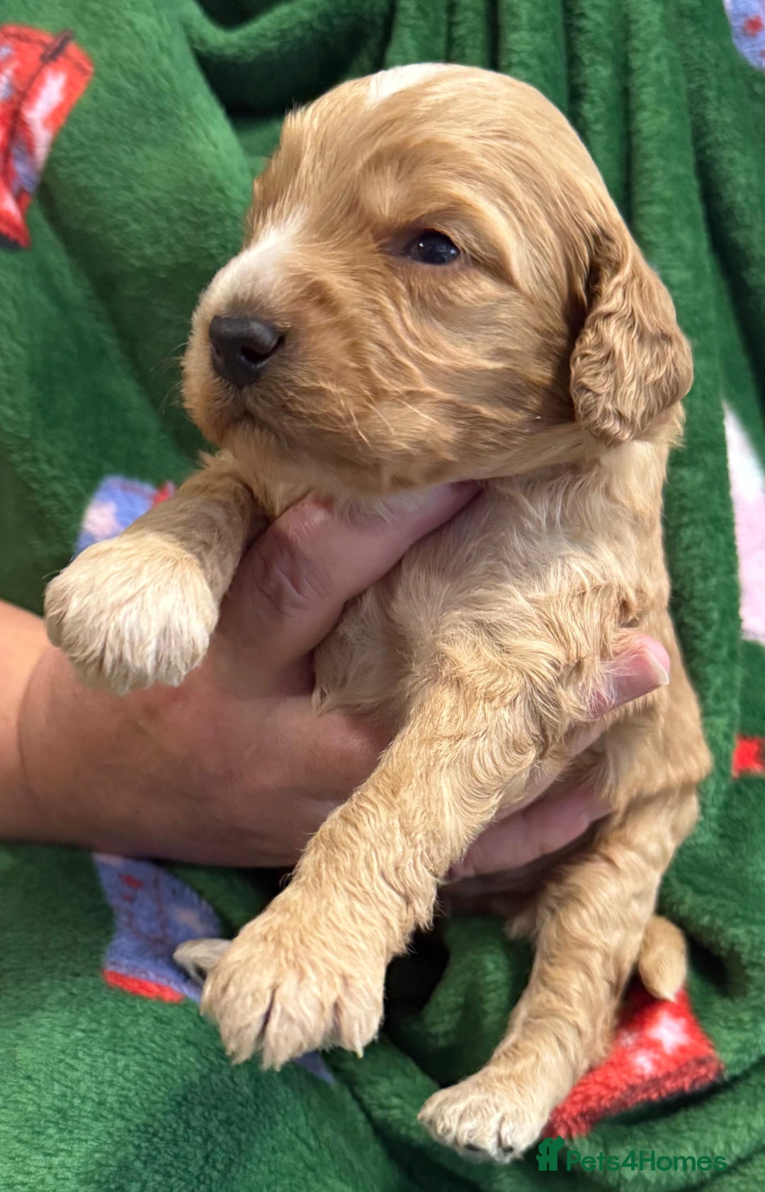 Cockapoo dogs for sale: F1 various mini cockapoos 30 dna health tested clr - Advert 2