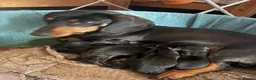 Dachshund dogs for sale: 6 Beautiful Dachshund Puppies 🐾🐶 - Advert 3