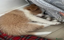 Border Collie dogs for sale: DUE 1st August Border collie Puppies - Image 28