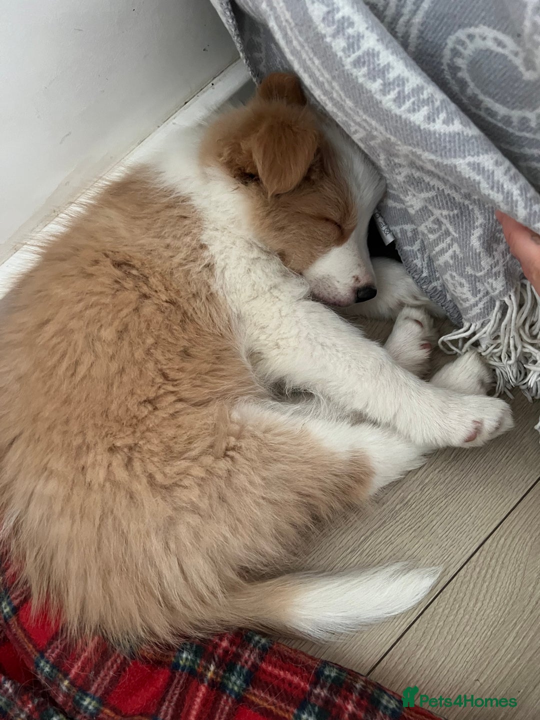 Border Collie dogs for sale: DUE 1st August Border collie Puppies - Image 28