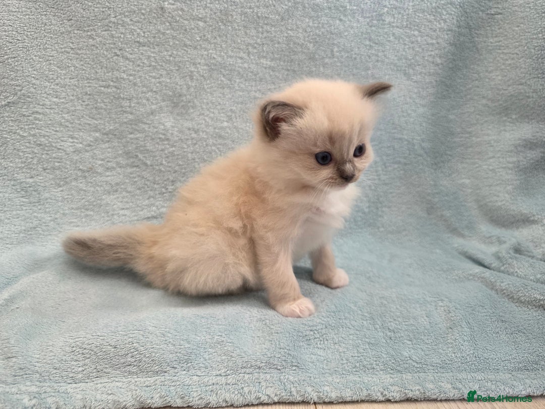 Ragdoll cats for sale: GCCF REGISTERED RAGDOLL KITTENS - Image 17