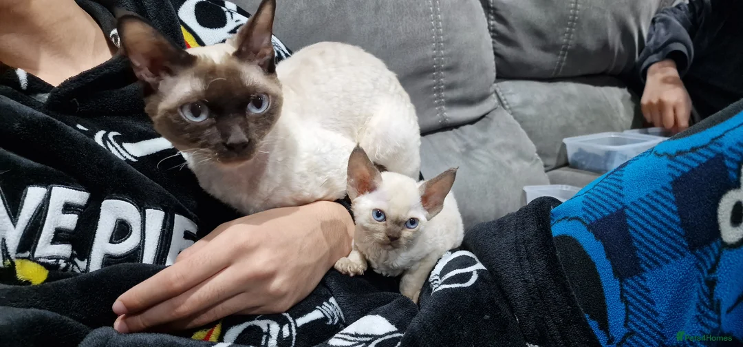 Devon Rex cats for sale: 💖 Pedigree Devon Rex Kitten 💖 - Advert 4