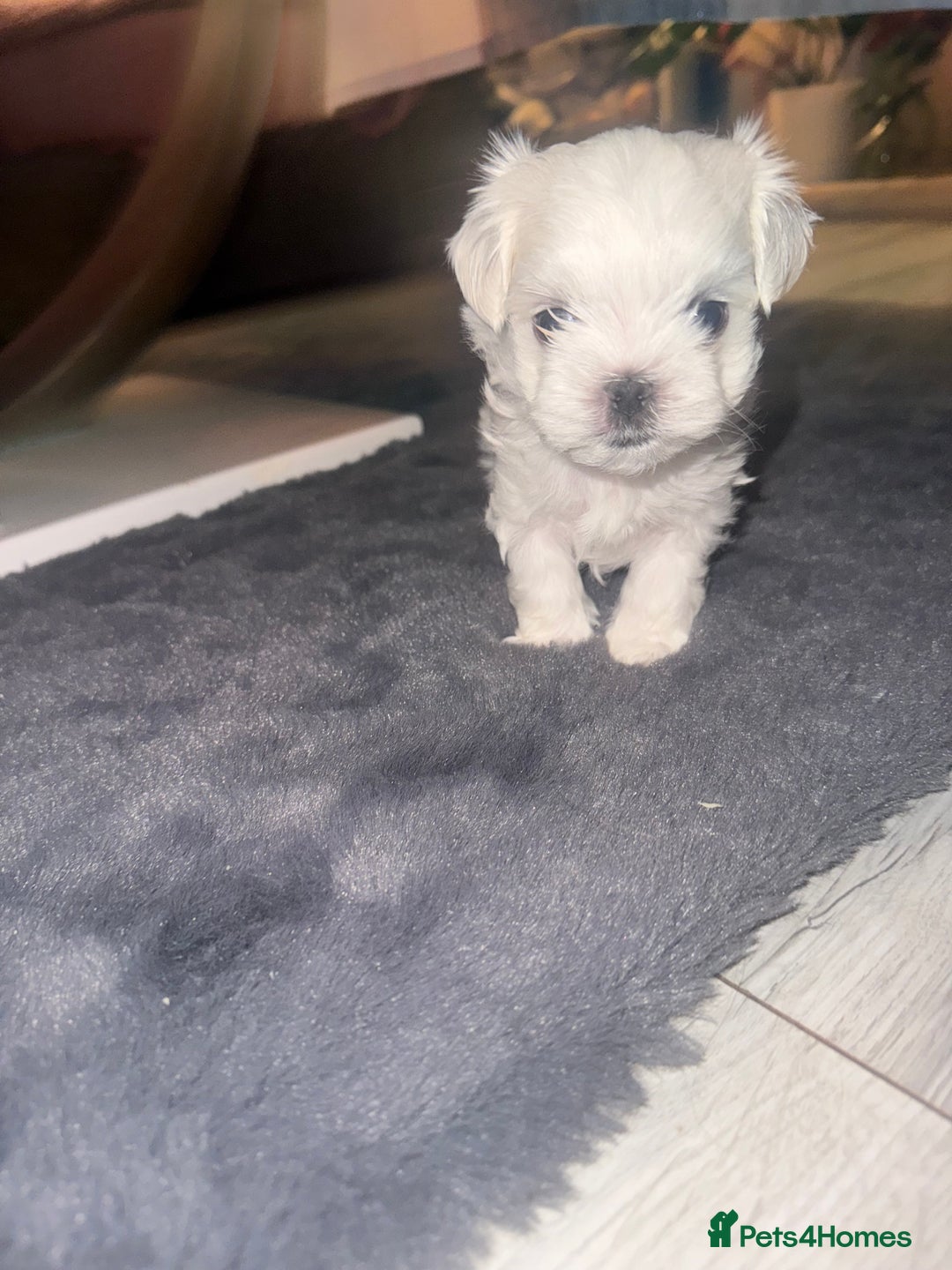 Maltese dogs for sale: Maltese For Sale ❤️ - Advert 15