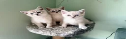 Ragdoll cats for sale: Ragdoll kittens lynx point x 3  - Advert 13