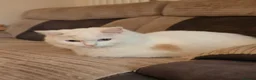 Ragdoll cats for sale: Most amazing ragdoll kitten - Advert 8