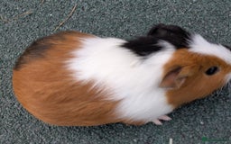 Guinea Pig rodents for sale: 3 Male Guinea Pigs  - Image 6