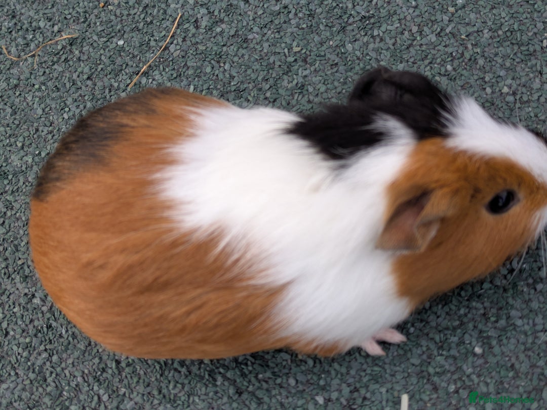 Guinea Pig rodents for sale: 3 Male Guinea Pigs  - Image 6
