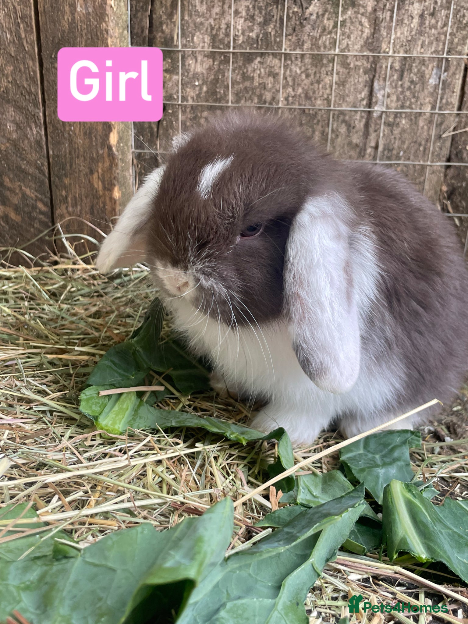 Mini Lop rabbits for sale: Beautiful mini lop babies - Advert 7