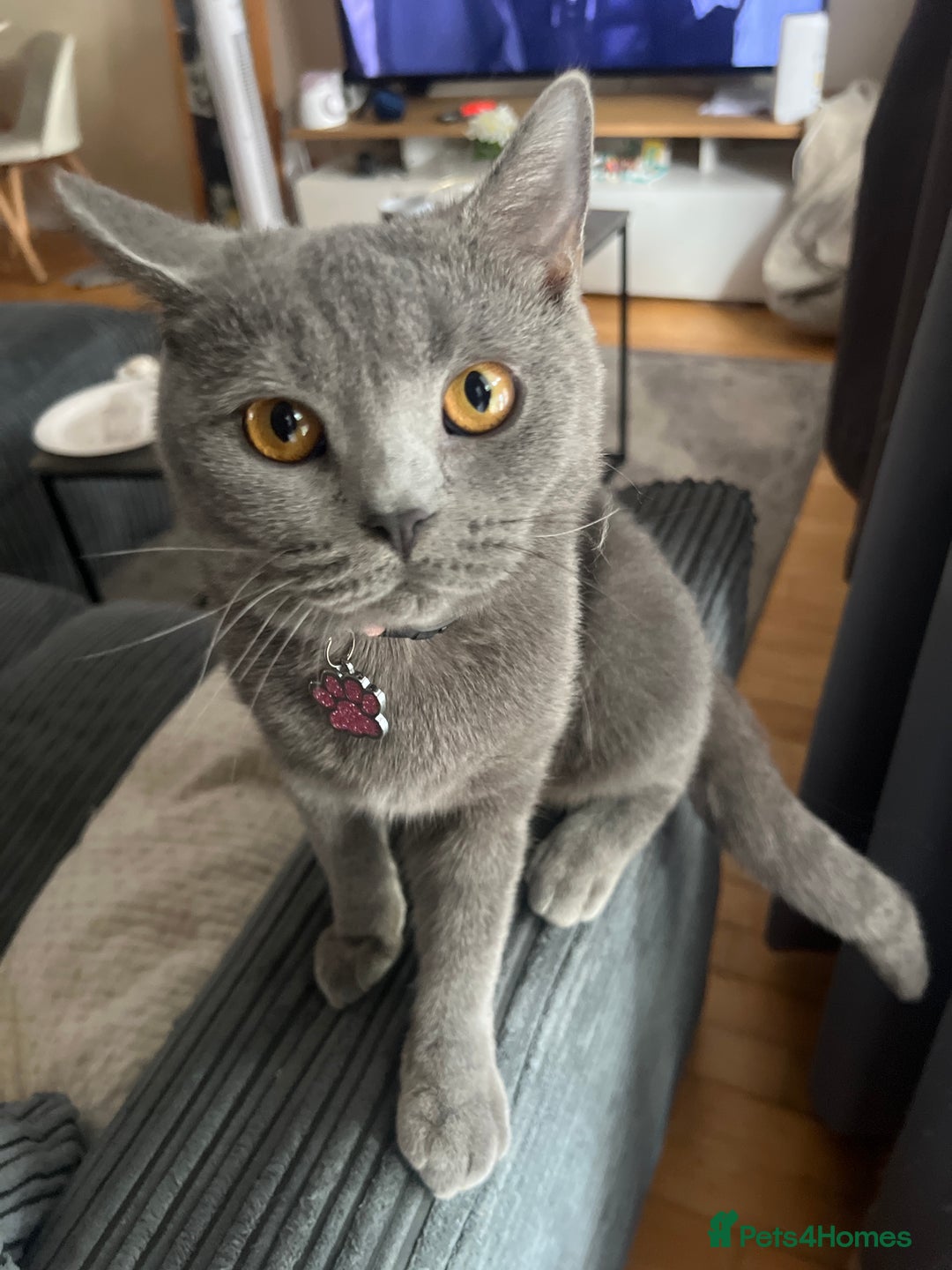 British Shorthair cats for sale: For sale  - Image 6
