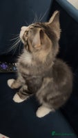 Mixed Breed cats Adorable 3 m/o kitten looking for a loving home - Advert 13
