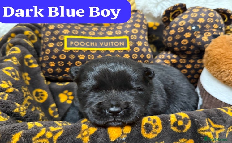 Chow Chow dogs 🏆Only 2 KC registered Teddy Bears remaining 🏆💙 - Advert 8