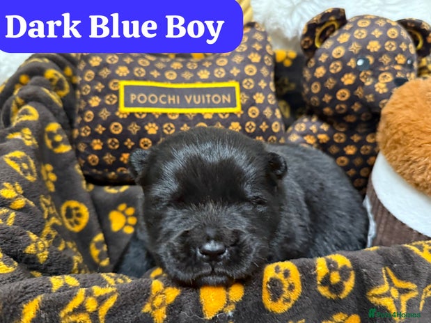 Chow Chow dogs 🏆Only 2 KC registered Teddy Bears remaining 🏆💙 - Advert 8