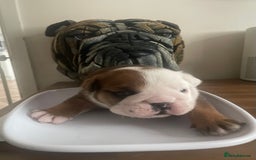 English Bulldog dogs for sale: 2 Beautiful Red & White English Bulldogs - Image 7