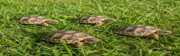 Hermann Tortoise reptiles for sale: Horsefield baby Tortoises - Advert 1