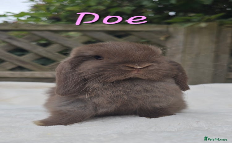 Mini Lop rabbits - Advert 1