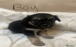 Chihuahua dogs for sale: 6 adorable chihuahuas - Image 4