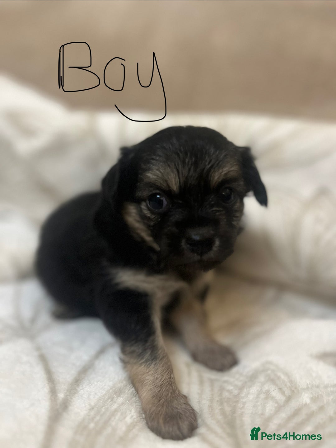 Chihuahua dogs for sale: 6 adorable chihuahuas - Image 4