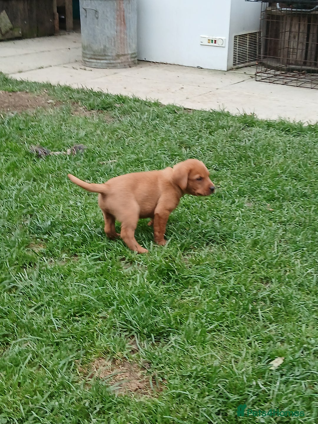 Labrador Retriever dogs for sale: Fox red labrador puppies  - Image 12