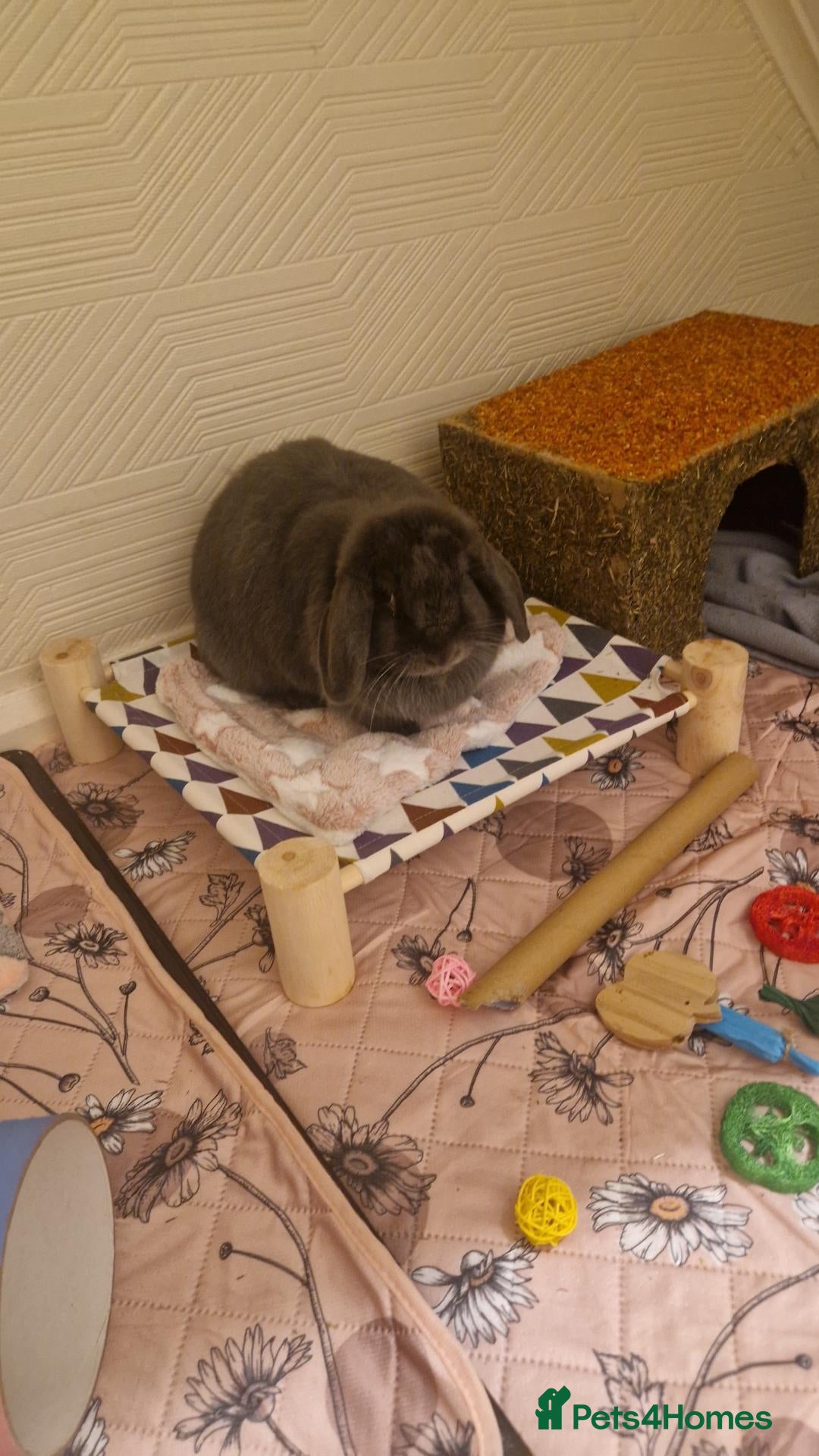 Mini Lop rabbits Beautiful mini lop female  - Advert 1