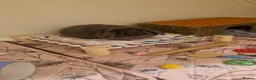 Mini Lop rabbits for sale: Beautiful mini lop female  in Tamworth - Advert 1