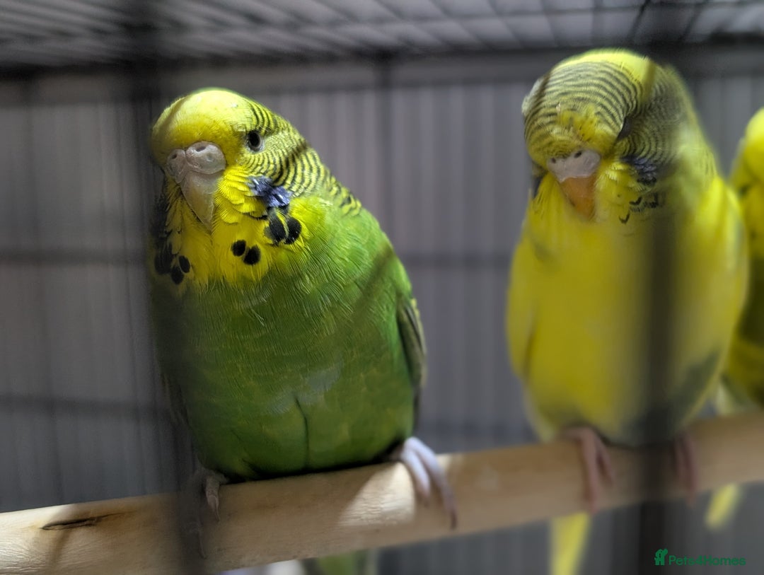 Budgerigars birds for sale: Budgies for Sale Many colours Cages Available  - Image 14