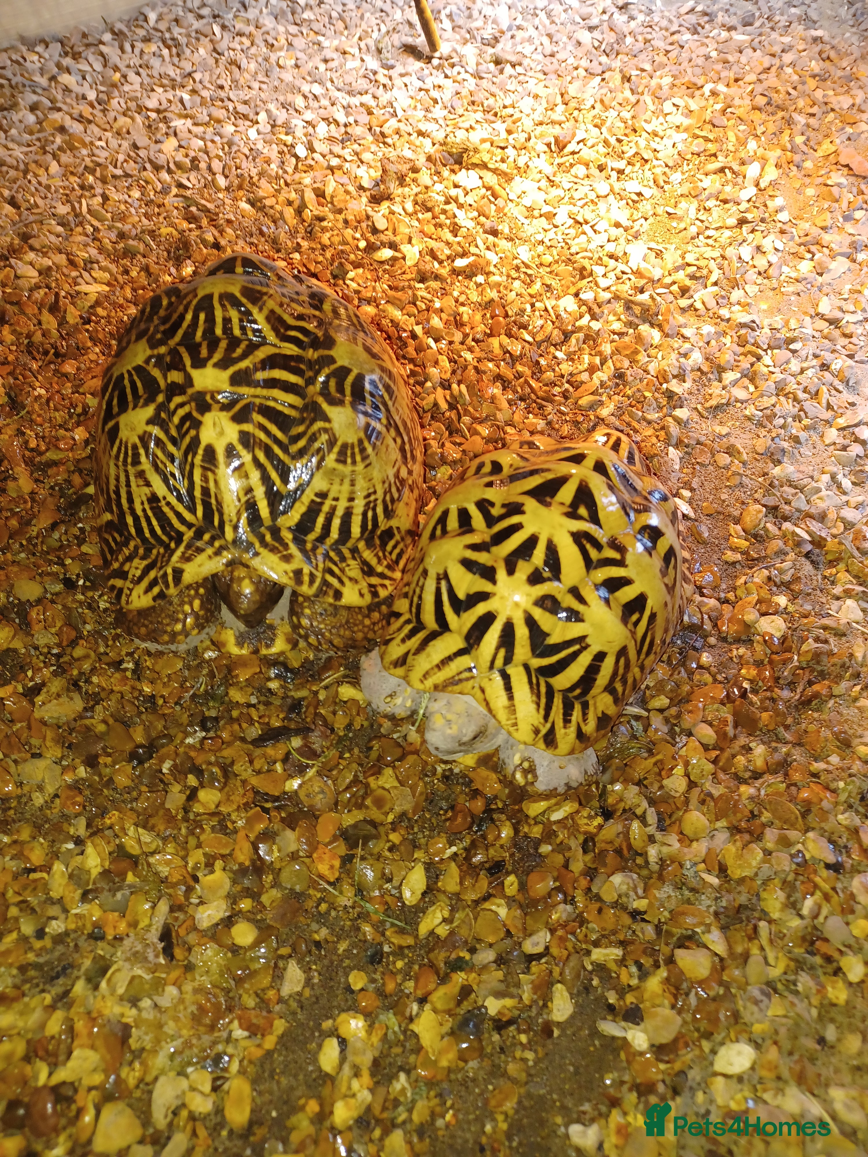 Tortoise reptiles ADULT PAIR OF INDIAN STAR TORTOISES UNRELATED  - Advert 1