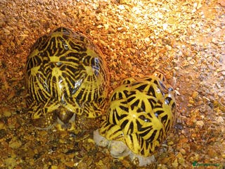 Tortoise reptiles ADULT PAIR OF INDIAN STAR TORTOISES UNRELATED - Advert 1