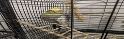 Cockatiels birds for sale: Cockatiel with Rhythmic Whistling - Cage Incl. - Advert 2