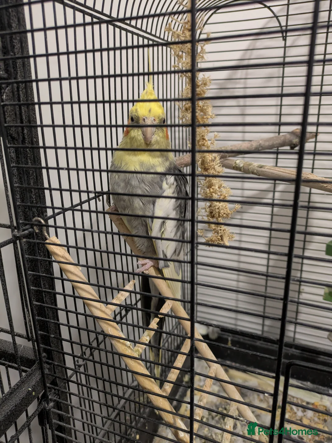 Cockatiels birds for sale: Cockatiel with Rhythmic Whistling - Cage Incl. - Advert 2