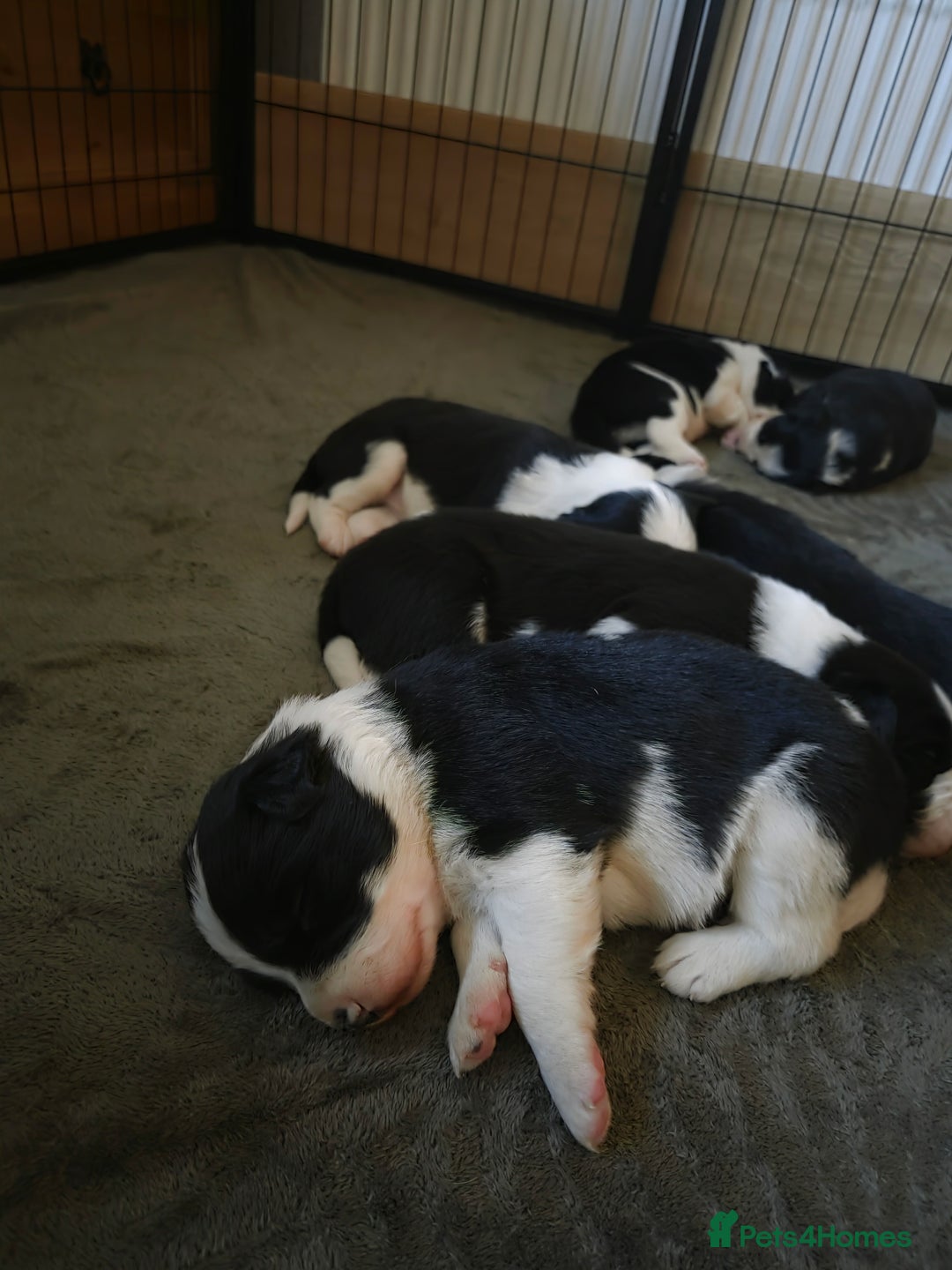 Border Collie dogs for sale: Border collie puppies  - Advert 2