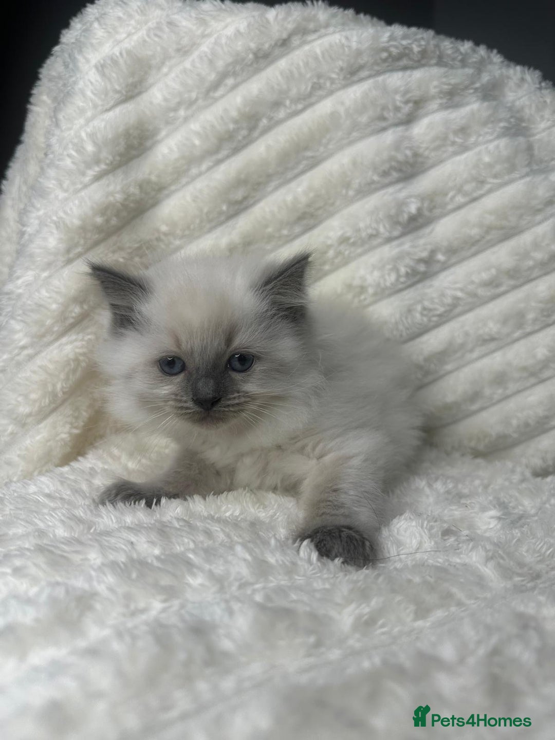 Ragdoll cats for sale: Ragdoll Bluepoint kittens - Image 7