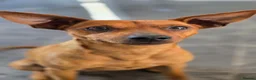 Miniature Pinscher dogs for sale: Miniature Doberman Pinscher Puppies  - Advert 2