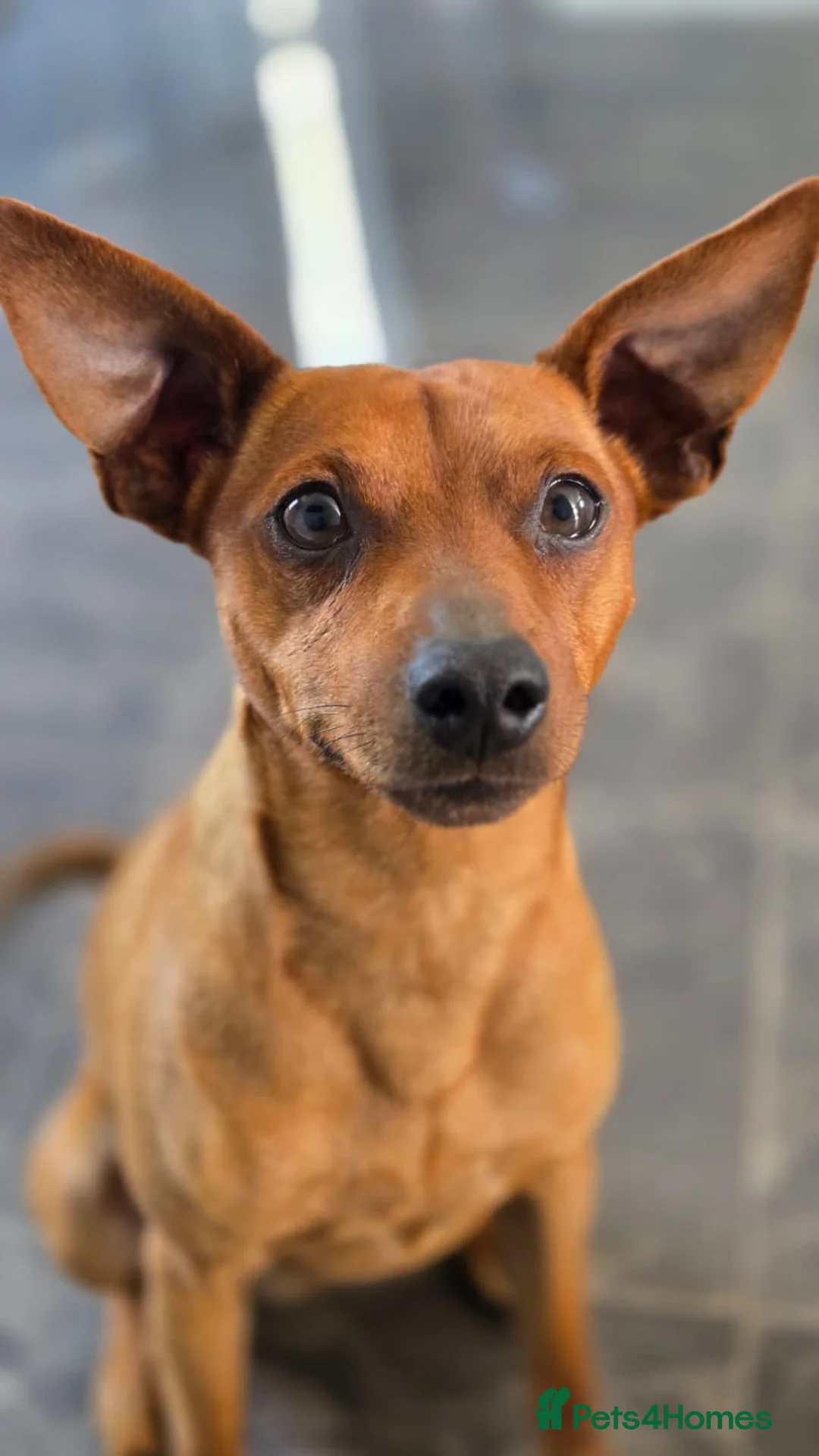Miniature Pinscher dogs for sale: Miniature Doberman Pinscher Puppies  - Advert 2