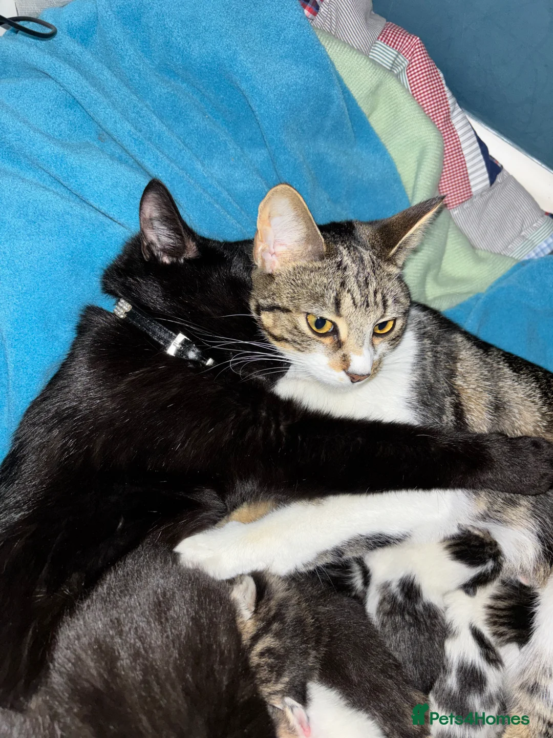 Domestic Shorthair cats for sale: Teeny tiny domestic short haired female kitten  - Advert 12