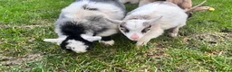 Goats livestock for sale: Beautiful Baby Pigmy Goats - Advert 2