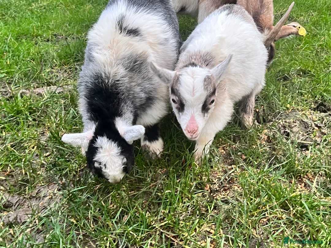 Goats livestock for sale: Beautiful Baby Pigmy Goats - Advert 2