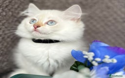 British Shorthair cats for sale: TICA registered British Shorthair kittens - Image 15