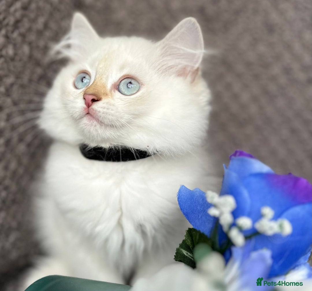 British Shorthair cats for sale: TICA registered British Shorthair kittens - Image 15