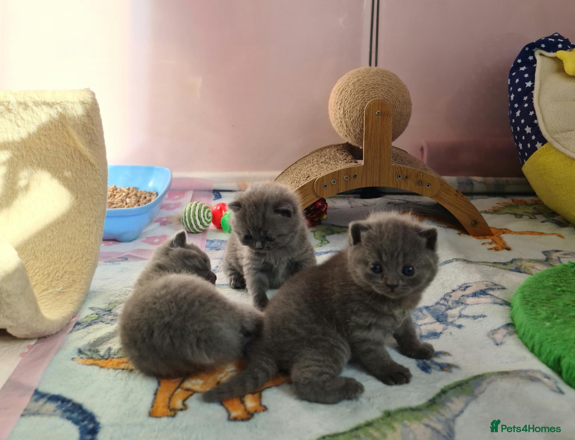 British Shorthair cats *🎅BritishShorthair kittens GCCF, Full vaccin.  - Advert 2