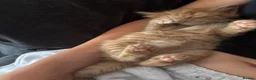 Mixed Breed cats for sale: playful long haired kittens - Advert 9