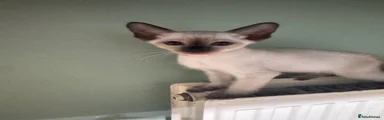 Siamese 6