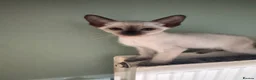 Siamese cats for sale: 6 affectionate traditional Siamese kittens ready - Advert 15