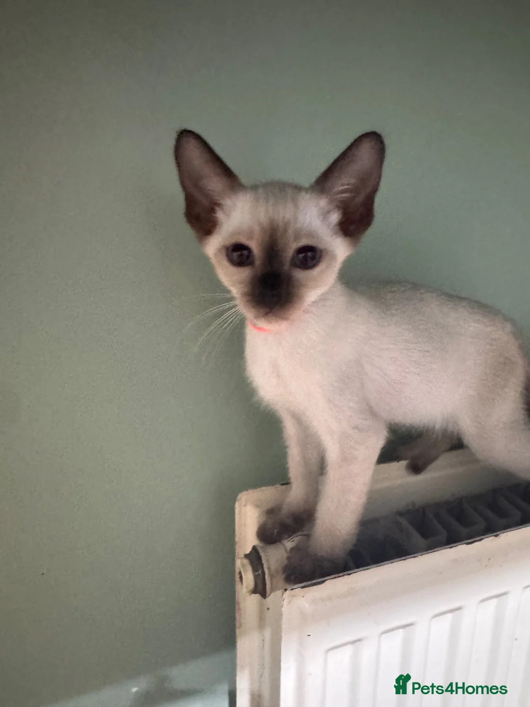 Siamese cats for sale: 4 affectionate traditional Siamese kittens ready - Advert 22
