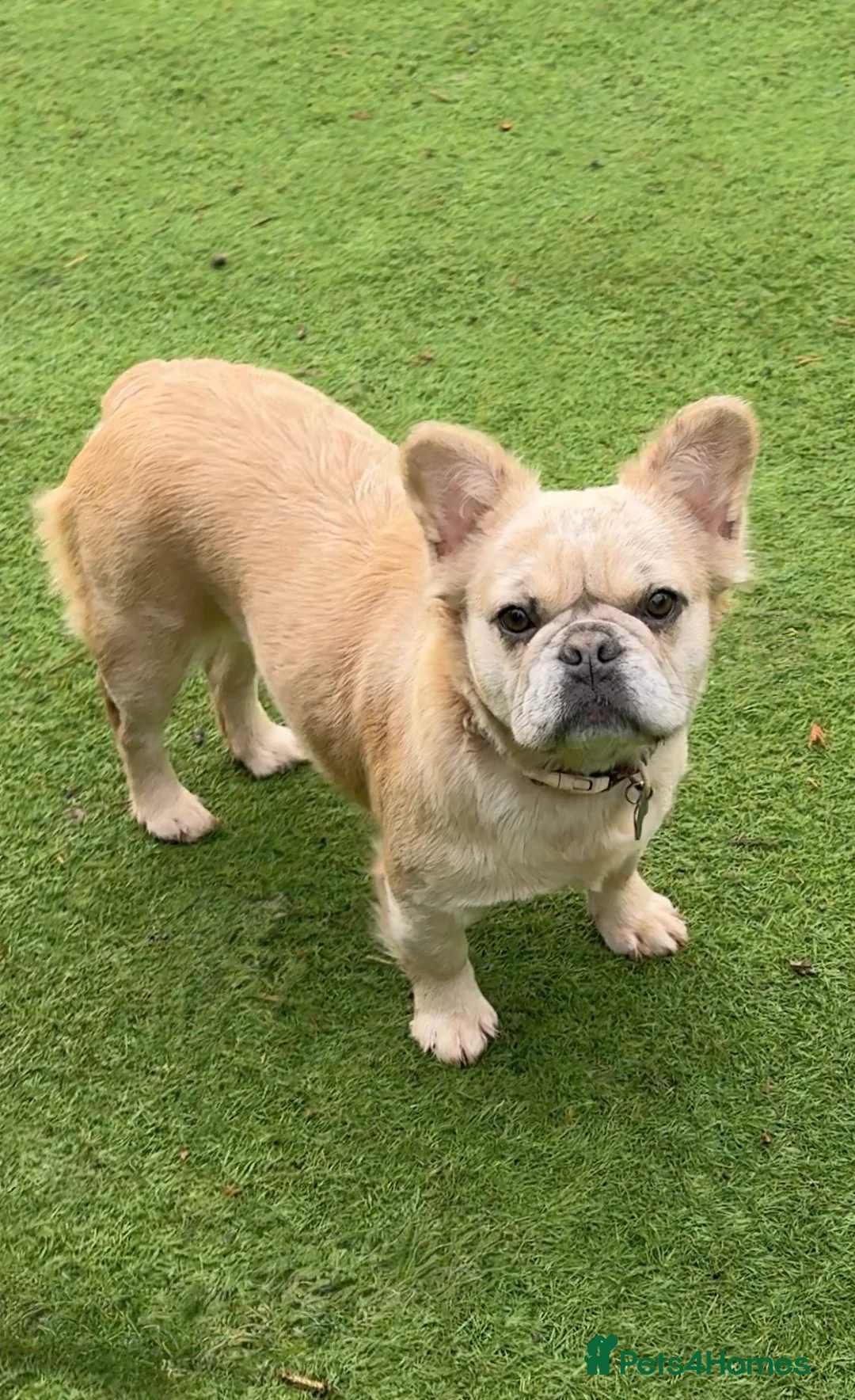 French Bulldog dogs for sale: Blue fawn Merle fluffy female, almost  11 months  - Advert 6