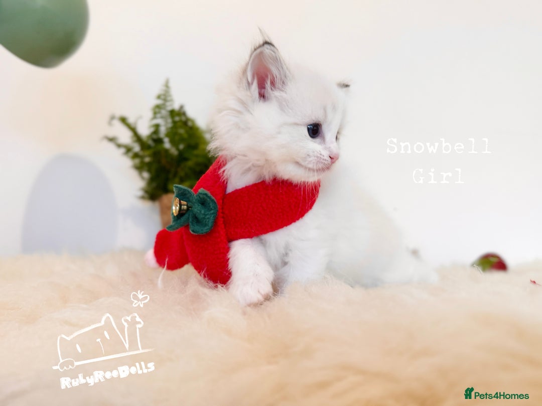 Ragdoll cats for sale: 🌟DNA Test🏆GCCF/TICA Championship Ragdoll Kitten - Advert 29