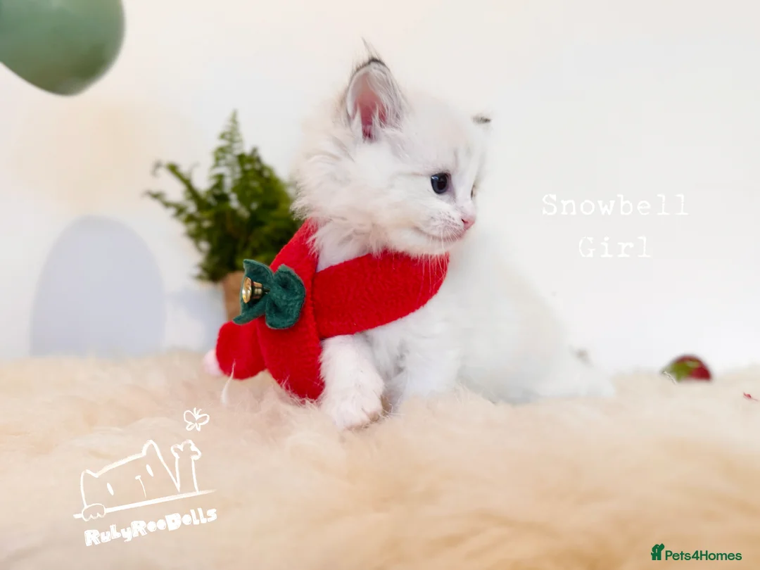 Ragdoll cats for sale: 🌟Waiting List Open🏆GCCF/TICA DNA Tested Ragdoll  - Advert 29