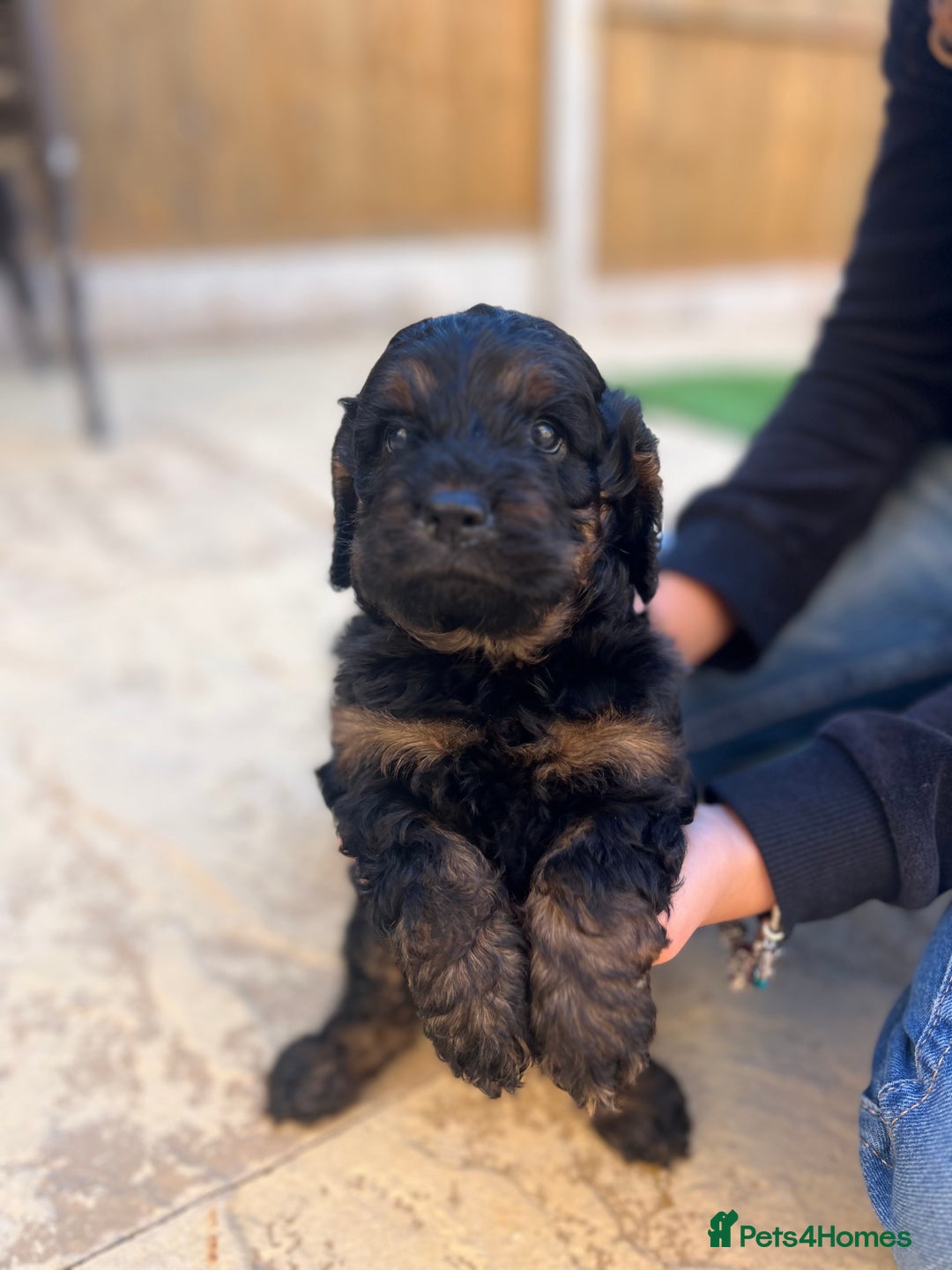 Cockapoo dogs for sale: cockapoo puppies - Advert 6